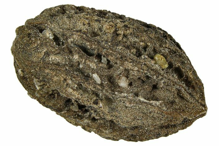 Pliocene Fossil Butternut Tree (Juglans) Nut - France #365424